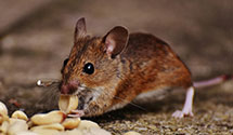 opossum-control Experts in Dickey